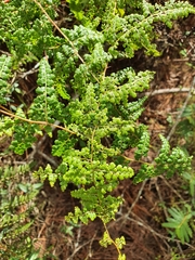 Odontosoria aculeata