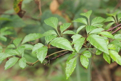 Causonis corniculata
