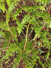 Odontosoria aculeata