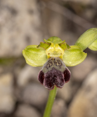 Ophrys fusca