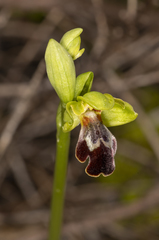 Ophrys fusca