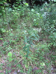 Eupatorium sessilifolium