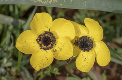 Ranunculus asiaticus