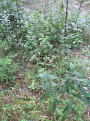 Eupatorium sessilifolium