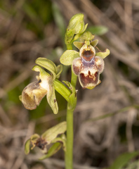 Ophrys umbilicata flavomarginata