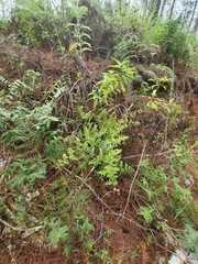 Odontosoria aculeata