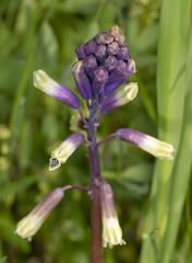 Bellevalia trifoliata