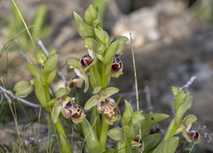 Ophrys umbilicata flavomarginata
