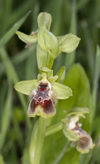 Ophrys umbilicata flavomarginata