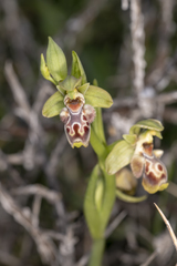Ophrys umbilicata flavomarginata