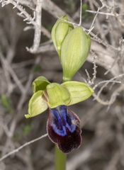 Ophrys fusca iricolor
