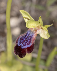 Ophrys fusca iricolor