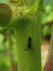 Teleopsis quadriguttata