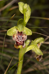 Ophrys umbilicata flavomarginata
