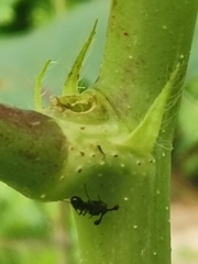 Teleopsis quadriguttata