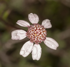 Anthemis plutonia