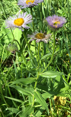 Erigeron glabellus