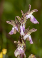 Anacamptis collina