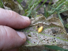 Epilachna varivestis