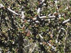 Coleogyne ramosissima