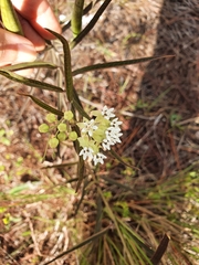 Asclepias nivea
