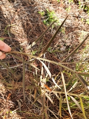 Asclepias nivea
