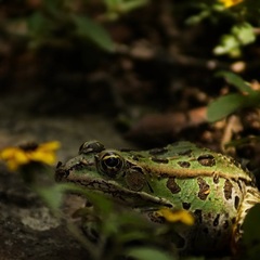 Lithobates spectabilis
