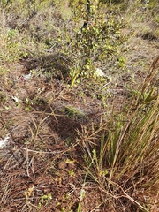 Asclepias nivea