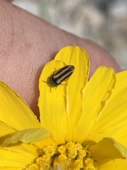 Acmaeodera quadrivittata
