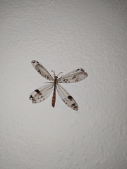 Dendroleon pantherinus