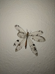 Dendroleon pantherinus