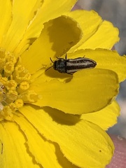 Acmaeodera quadrivittata