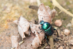 Gymnopleurus cyaneus