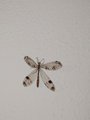 Dendroleon pantherinus