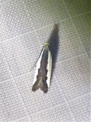 Dichomeris serrativittella