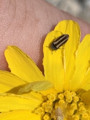 Acmaeodera quadrivittata