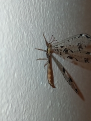 Dendroleon pantherinus