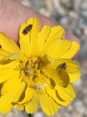 Acmaeodera quadrivittata
