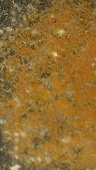 Polycauliona luteominia