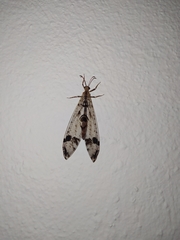 Dendroleon pantherinus