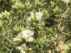 Ericameria albida