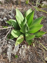 Agave brevispina