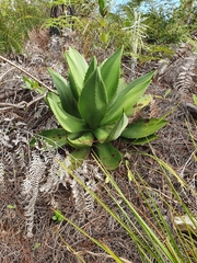 Agave brevispina