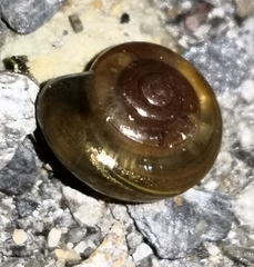 Zonitidae
