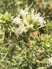 Ericameria albida