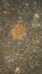 Polycauliona luteominia
