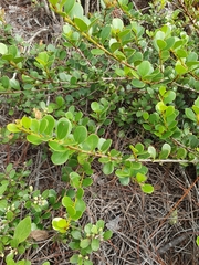 Sideroxylon repens