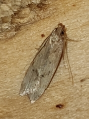 Helcystogramma