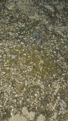 Polycauliona luteominia