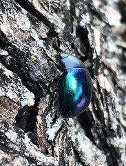 Leptinotarsa haldemani